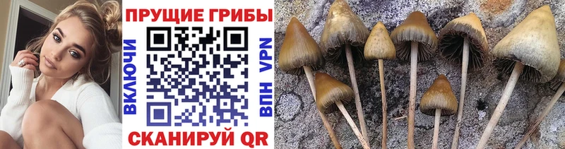 Галлюциногенные грибы прущие грибы  как найти   Пенза 